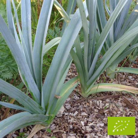 Poireau Bleu de Solaise Bio