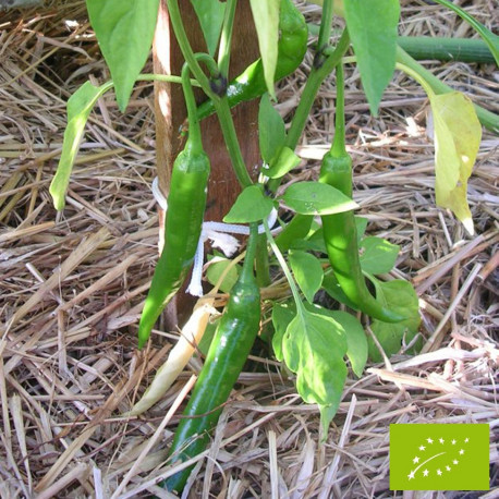 Piment de Cayenne Bio