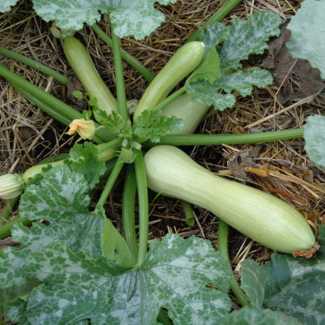 Courgette Wanda