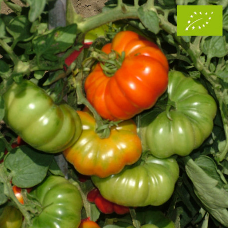 Tomate Costoluto Fiorentino Bio