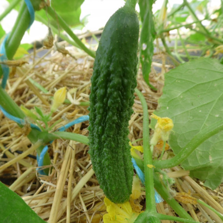 Cornichon Amélioré de Bourbonne