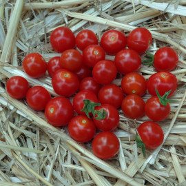 Tomate Sweet Aperitif