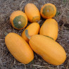 Courge Orangetti F1