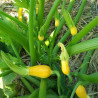 Courgette Shooting Star F1