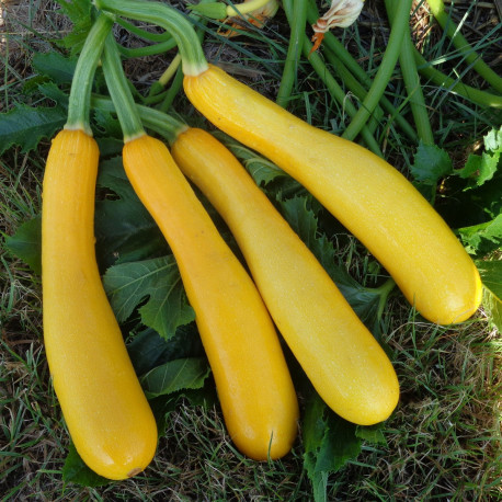 Courgette Shooting Star F1