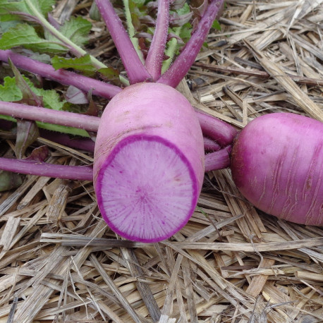 Le radis blue meat  Légumes anciens Prince de Bretagne