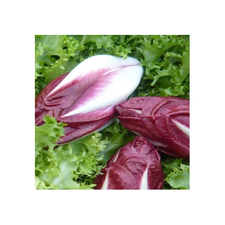 Chicorée Fine de Louviers (Cichorium Endivia)