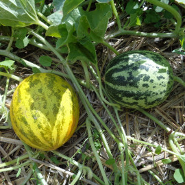 Melon SuperBall