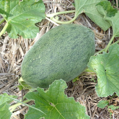 Melon Tamari F1