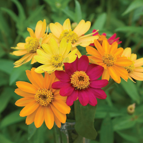 Zinnia 'Pinwheel Mix'