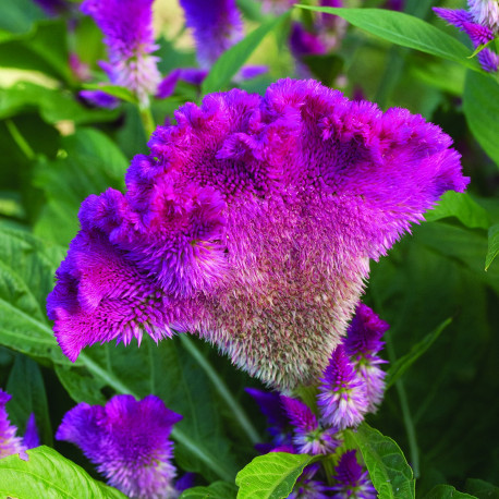 Celosia 'Fan Dance Purple'