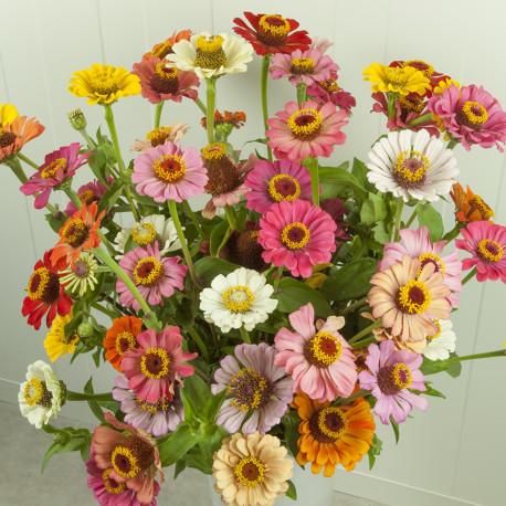 Zinnia 'Forecast Mix'