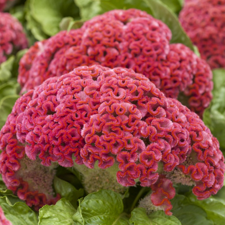 Celosia 'King Coral'