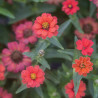 Zinnia 'Andes Jewel'