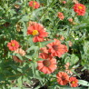 Zinnia 'Andes Jewel'