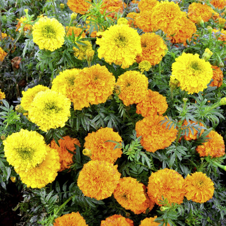 Tagetes (rose d'Inde) 'Kushi Mix'