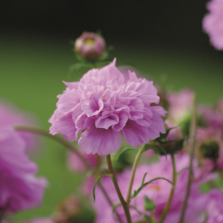 Cosmos 'Double Click Rose Bonbon'