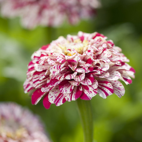 Zinnia 'Pop Art Blanc et Rouge'