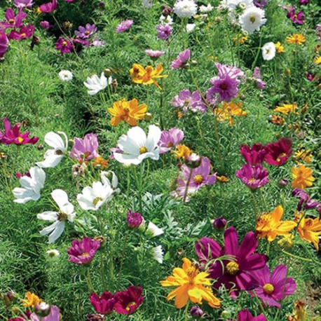 Cosmos en mélange 'Feng Shui'