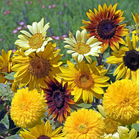 Helianthus (tournesol) en mélange 'Azteca'