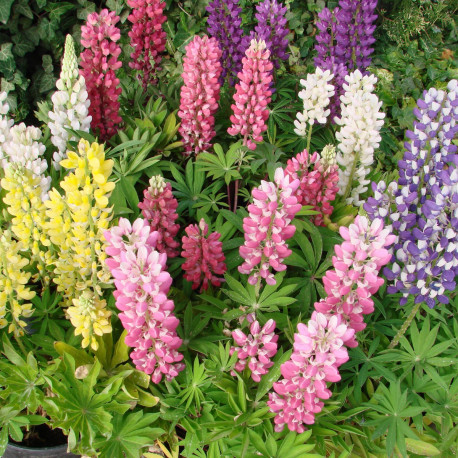 Lupin 'Mini Gallery'