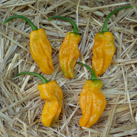 Piment Orange Pepperoncini