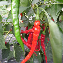 3 Plants de Piment Doux des Landes