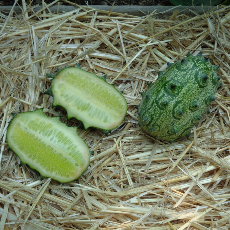 Concombre du Kenya (Kiwano)