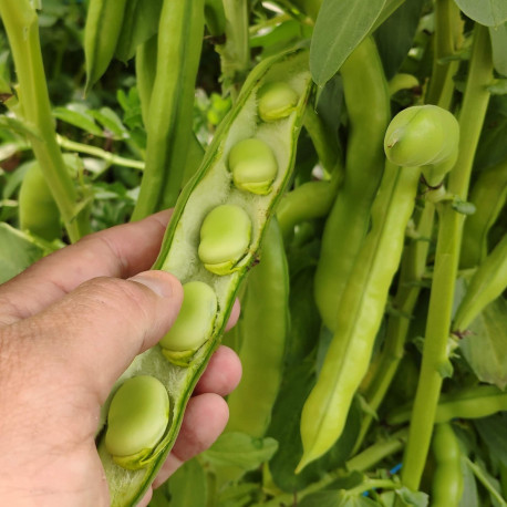 Nos graines feve fève extra précoce a grano violetto - La Bonne Graine