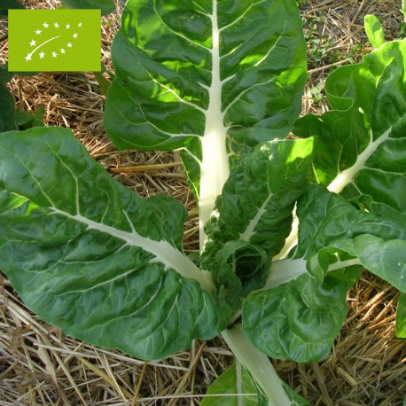 Poirée Verte à carde blanche Bio