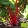 Poirée Rouge Rhubarb Chard Bio