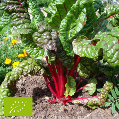 Poirée Rouge Rhubarb Chard Bio