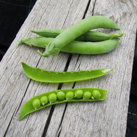 Graines potagères (semences) de pois