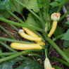 Courgette Butterstick F1