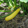 Courgette Butterstick F1