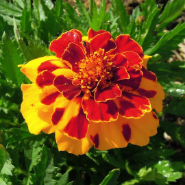 Tagetes (oeillet d'Inde) 'Goldiluxe'
