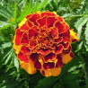 Tagetes (oeillet d'Inde) 'Goldiluxe'