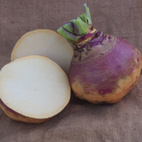 Chou-navet (rutabaga) Dalibor