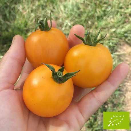 Tomate jaune Vincent Bio