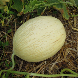Melon branco do Ribatejo
