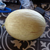 Melon branco do Ribatejo