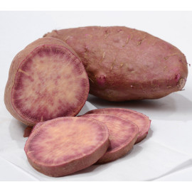 Patate Douce Bio en godet pré-pousssé - SAKURA (blanche veinée violet)
