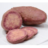 Patate Douce Bio en godet pré-pousssé - SAKURA (blanche veinée violet)