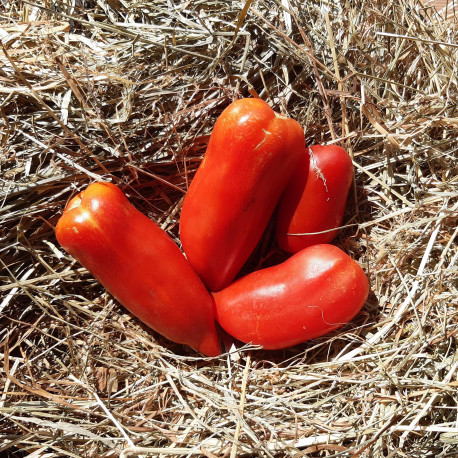 Tomate Andine Cornue Bio