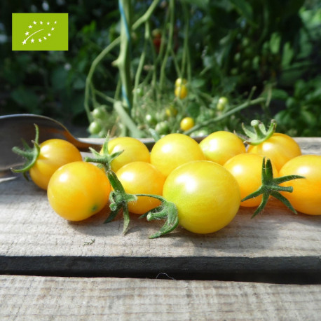 Tomate Cocktail Clémentine Bio