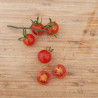 Tomate Cherry Baby F1