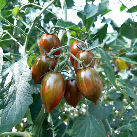 Tomate Shimmer F1