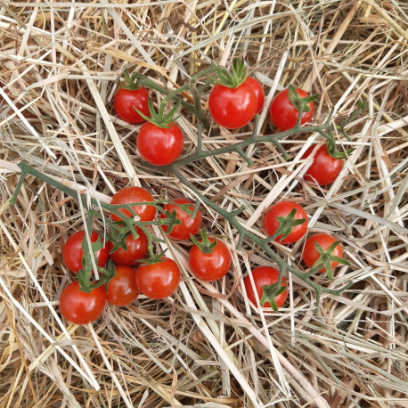 Tomate Sweet Aperitif