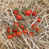 Tomate Sweet Aperitif