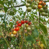 Tomate Sweet Aperitif